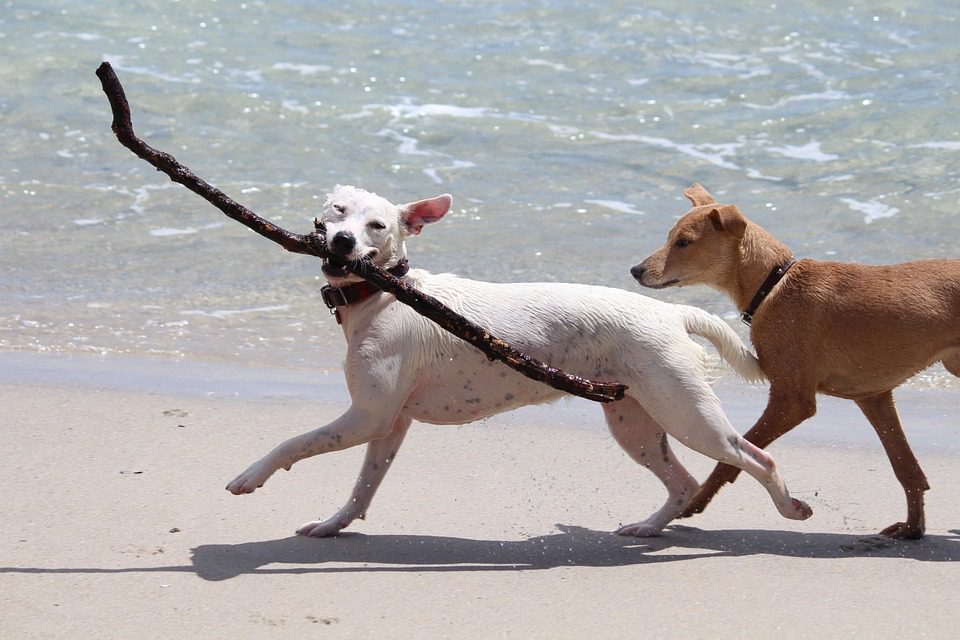 happy dogs at beach